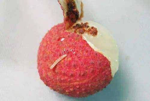 吃了荔枝里的蟲子怎么辦,荔枝里的蟲子吃到肚子里怎么辦圖4