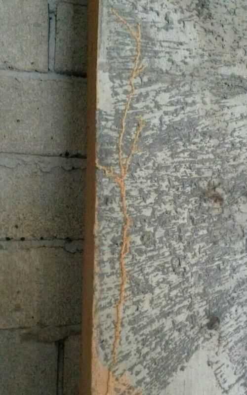 白蟻會蛀垮混凝土的建筑物嗎