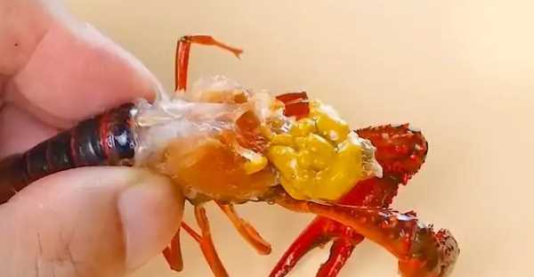 蝦黃和屎的區(qū)別,蝦頭部分是黃還是屎圖4