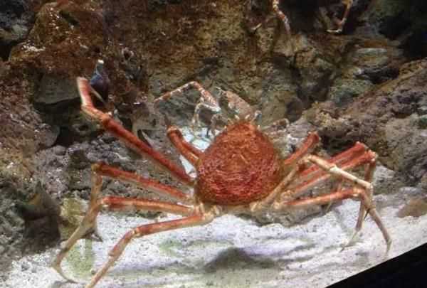 無腸公子指的是哪種動(dòng)物的別稱