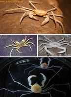 無腸公子是哪種動(dòng)物的別稱