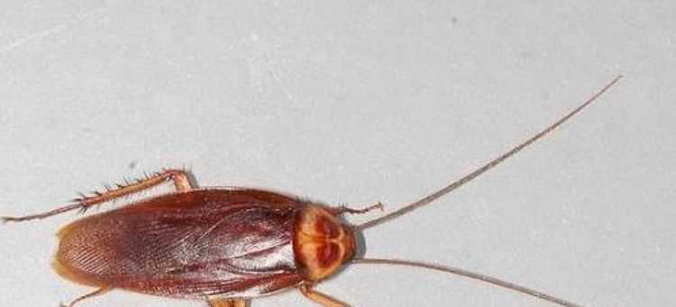 蟑螂爬過的地方有毒嗎,蟑螂有沒有毒