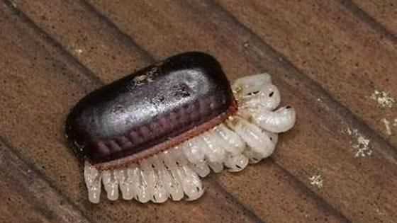 蟑螂爬過的地方怎么處理