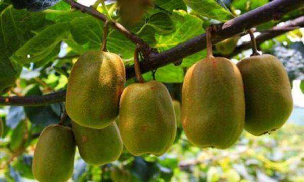 獼猴桃怎么催熟快一點,獼猴桃怎么催熟最簡單的方法圖6