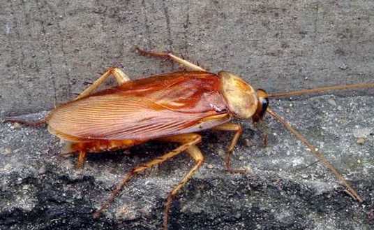 蟑螂為什么會(huì)飛,蟑螂為什么會(huì)飛圖8