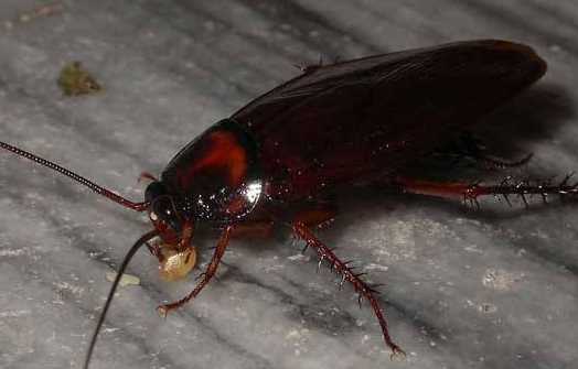 蟑螂為什么會(huì)飛,蟑螂為什么會(huì)飛圖10