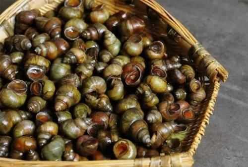 螺絲吃哪個(gè)部位,螺絲哪里能吃哪里不能吃圖圖4