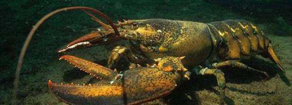 下雨天龍蝦會(huì)出來(lái),下雨天龍蝦會(huì)出來(lái)嗎圖2