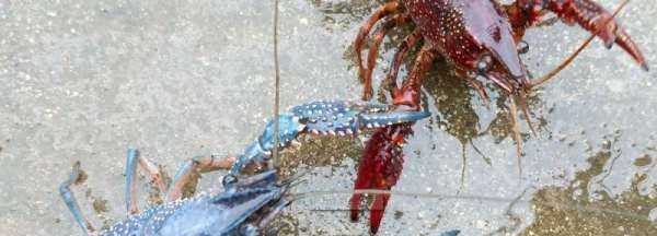 下雨天龍蝦會(huì)出來(lái),下雨天龍蝦會(huì)出來(lái)嗎圖3