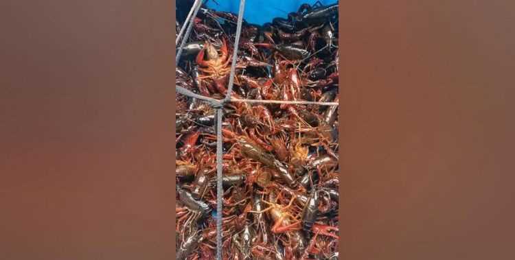 下雨天龍蝦會(huì)飛嗎?