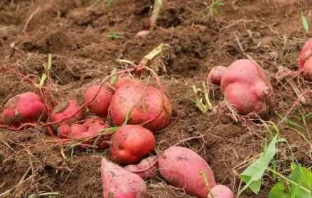 雪蓮果皮可以吃嗎，雪蓮果干上的白色粉末是什么東西？圖3