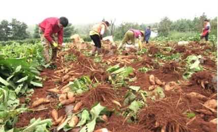 雪蓮果皮可以吃嗎，雪蓮果干上的白色粉末是什么東西？圖4