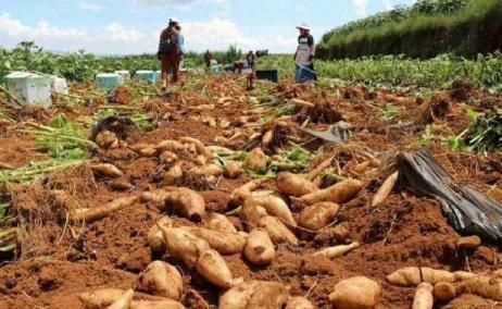 雪蓮果皮可以吃嗎，雪蓮果干上的白色粉末是什么東西？圖5