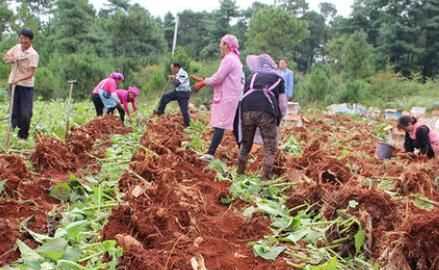 雪蓮果皮可以吃嗎，雪蓮果干上的白色粉末是什么東西？圖6