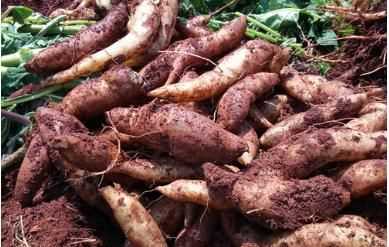 雪蓮果皮可以吃嗎，雪蓮果干上的白色粉末是什么東西？圖7