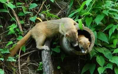 黃鼠狼的習性和老鼠一樣嗎