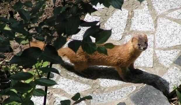 黃鼠狼吃老鼠嗎，黃鼠狼喜歡死老鼠嗎？圖3