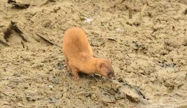 黃鼠狼吃老鼠嗎，黃鼠狼喜歡死老鼠嗎？圖5