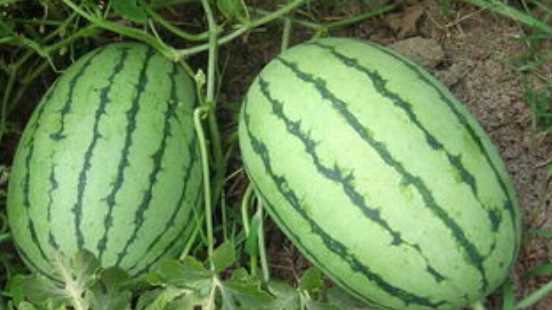 西瓜存放時間是多長,西瓜能放多久,沒打開的圖1