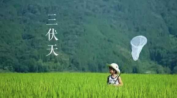 8月5日是幾伏,今天是幾伏的第幾天了圖4