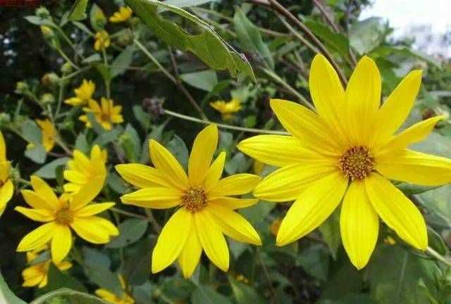 洋姜不結(jié)果是什么原因