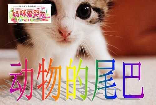 什么動(dòng)物尾巴扁