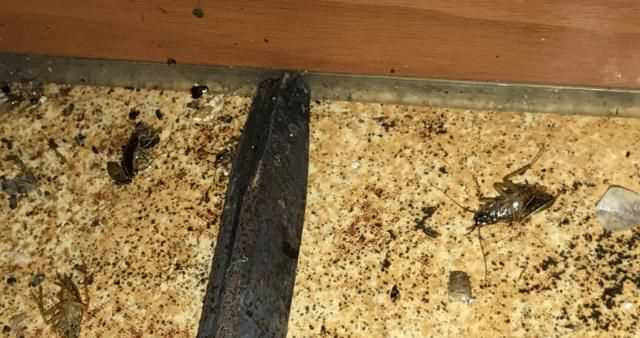 家里有蟑螂怎樣除