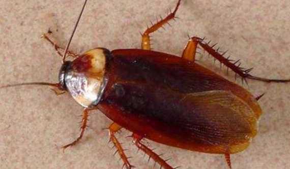 家里有蟑螂怎么處理,家里有蟑螂怎樣除圖2