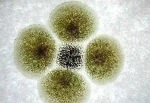 橘子上的霉斑屬于生物，判斷的依據(jù)是什么