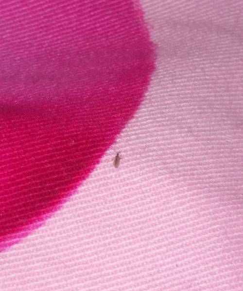 床上出現(xiàn)的紅色蟲子有觸須