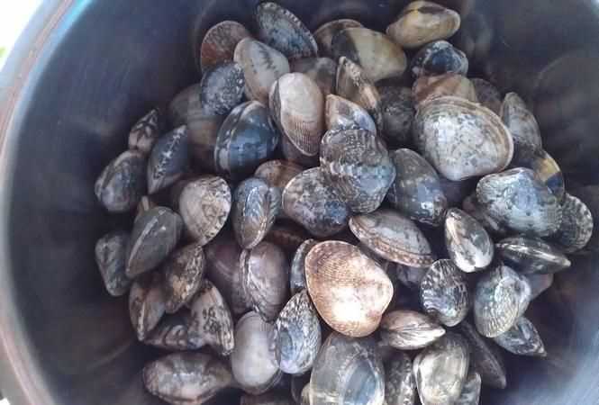 文蛤離開水能活多久