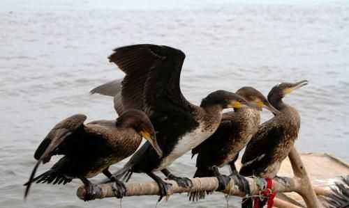 中國森林面積達220萬平方千米占其國土面積的百分之多少，第九次森林普查我國森林面積居世界第幾位？圖10