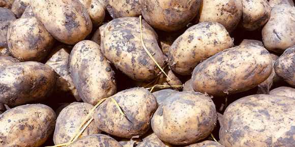 土豆不宜存放在什么地方,土豆不宜存放在日光照射處還是避光處呢圖2