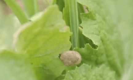 石灰可以撒在菜葉上嗎,石灰直接撒在菜葉上會(huì)有毒