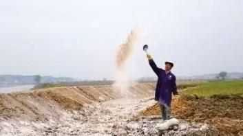 石灰可以撒在菜葉上嗎,石灰直接撒在菜葉上會(huì)有毒