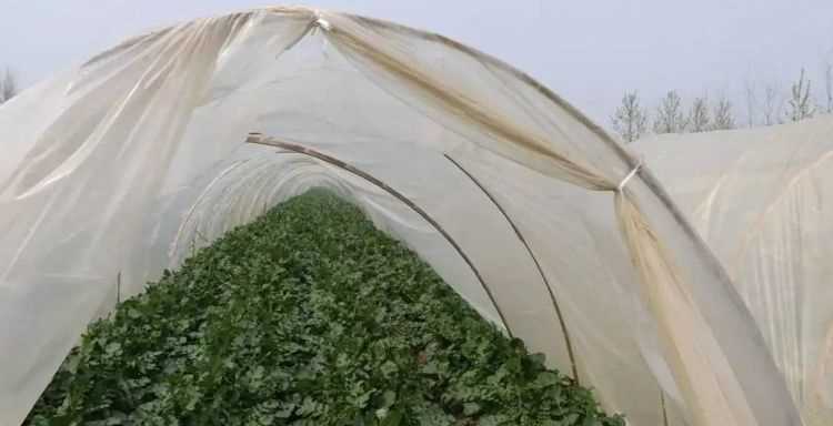 石灰可以撒在菜葉上嗎,石灰直接撒在菜葉上會(huì)有毒