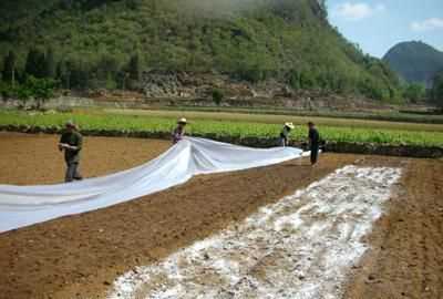 存放白菜時(shí)菜上能撒白灰嗎