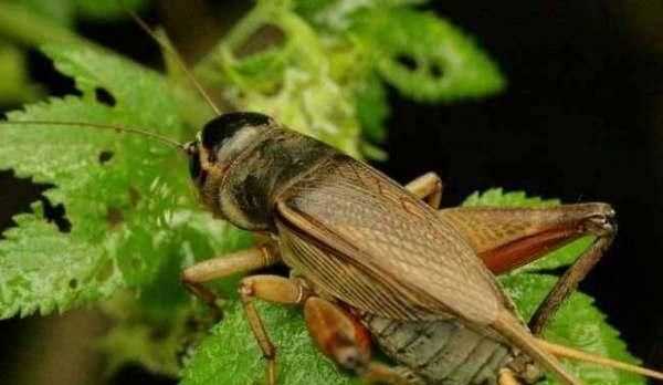 大蟑螂和小蟑螂的區(qū)別，水蟑螂和蟑螂的區(qū)別？圖2