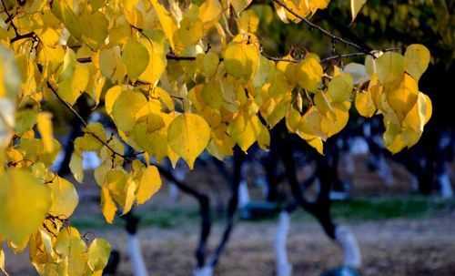 秋天分為早秋,中秋,晚秋這三個(gè)時(shí)間分別是什么時(shí)候