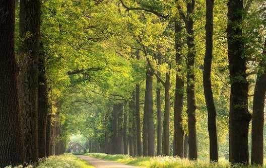 森林防火嚴(yán)戒期是什么時候,森林防火嚴(yán)戒期是什么時候開始圖5