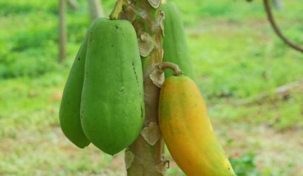 木瓜為什么味道怪怪的,木瓜吃起來(lái)有苦味是不是壞了圖4