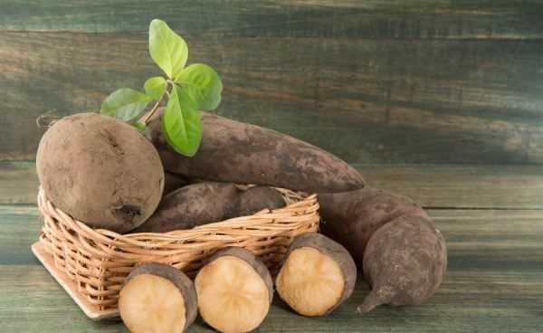 雪蓮果和紅薯一樣,雪蓮果與紅薯的區(qū)別圖2