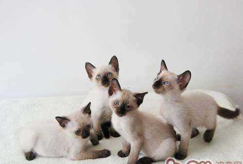 暹羅是哪個國家,暹羅國是現在的哪里圖4