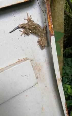 為什么壁虎的尾巴斷掉還能長出來呢