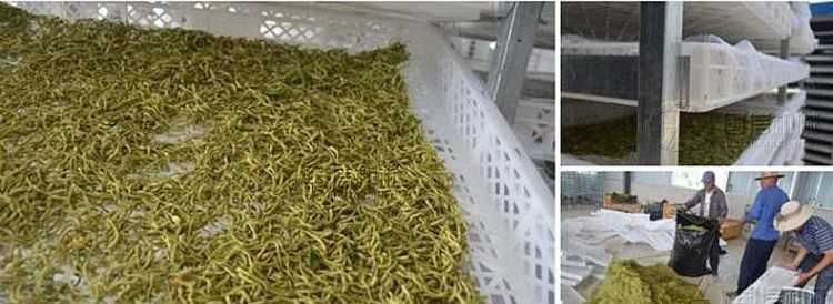 新鮮采摘的金銀花怎么處理