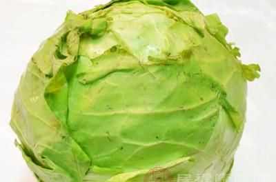 卷心菜是不是寒性的