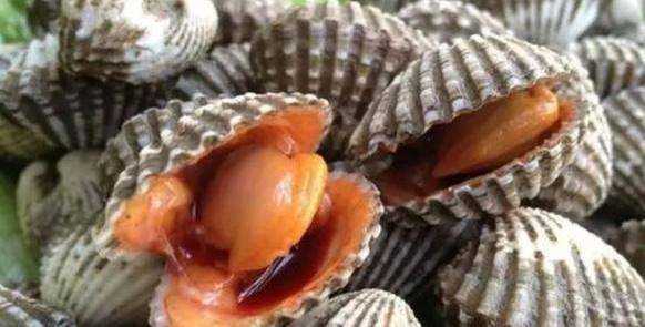 血蛤如何才能安全食用,血蛤怎么養(yǎng)活圖5