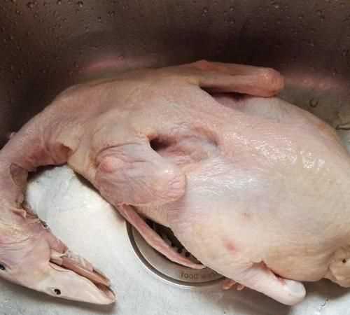 鴨子如何快速拔毛