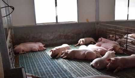 夏季豬圈驅(qū)蚊最佳方法，夏季豬舍驅(qū)蠅方法？圖1