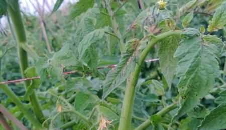 夏季豬圈驅(qū)蚊最佳方法，夏季豬舍驅(qū)蠅方法？圖5